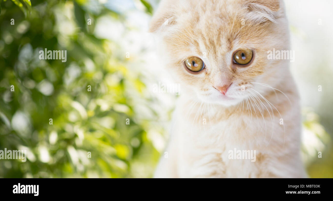 close up of kitten over natural background Stock Photo