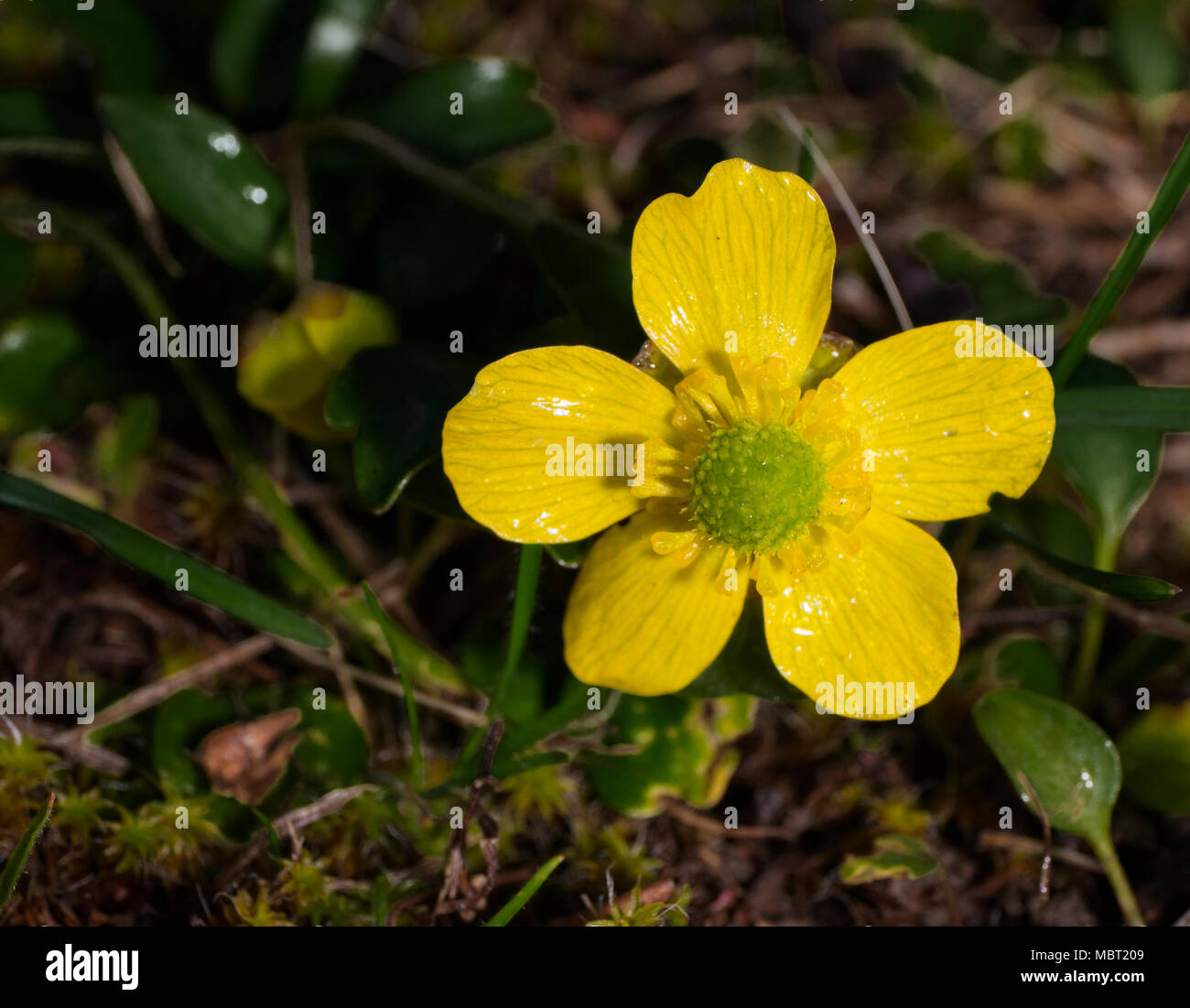 Sagebrush herb hires stock photography and images Alamy