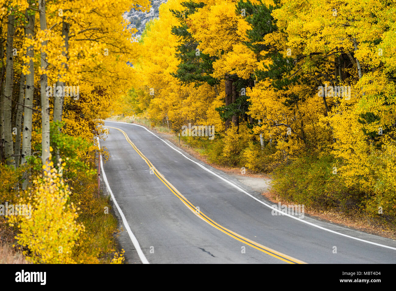 A stretch of road along the June Lake Loop at the peak of fall color near June Lake, California. Stock Photo