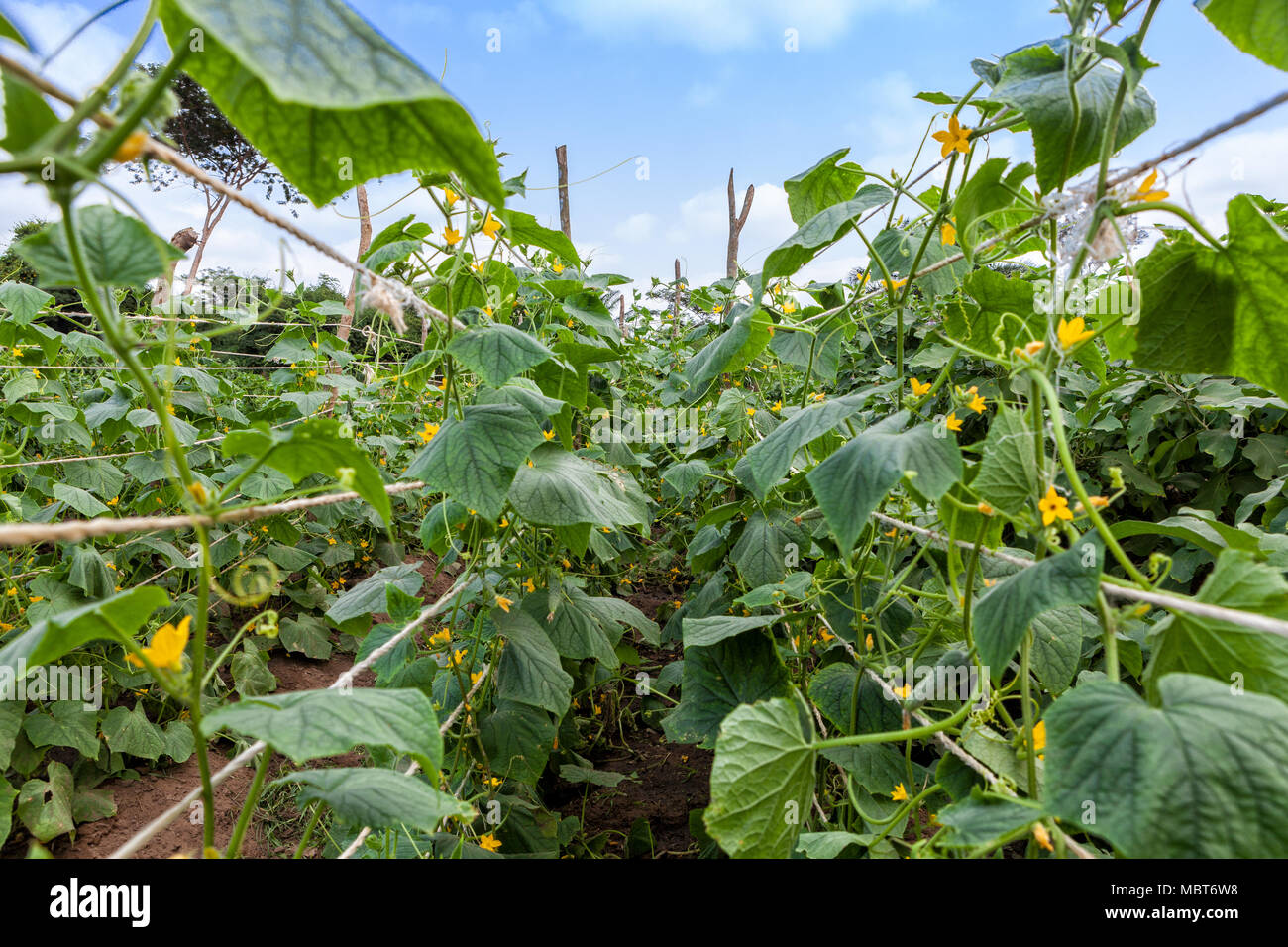 Grown inside hi-res stock photography and images - Alamy
