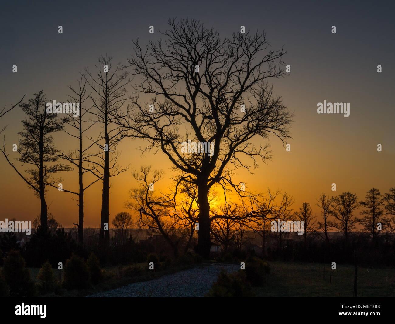 Oak alley sunset hi-res stock photography and images - Alamy