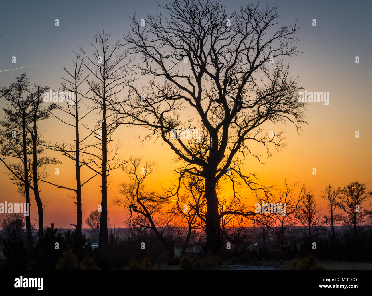 Oak alley sunset hi-res stock photography and images - Alamy
