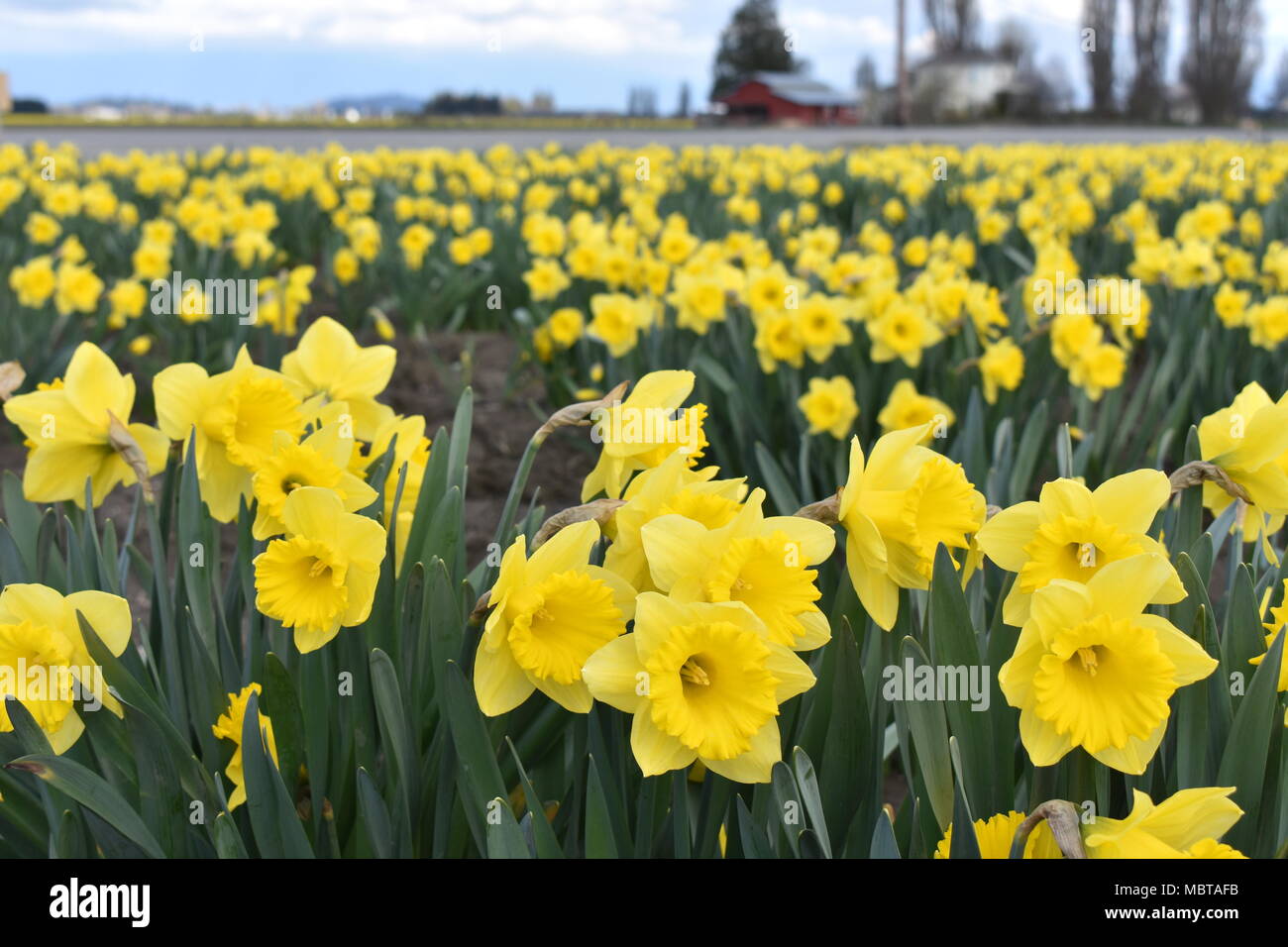 Tulips in Bloom in Skagit Valley, Washington state, USA Stock Photo Alamy