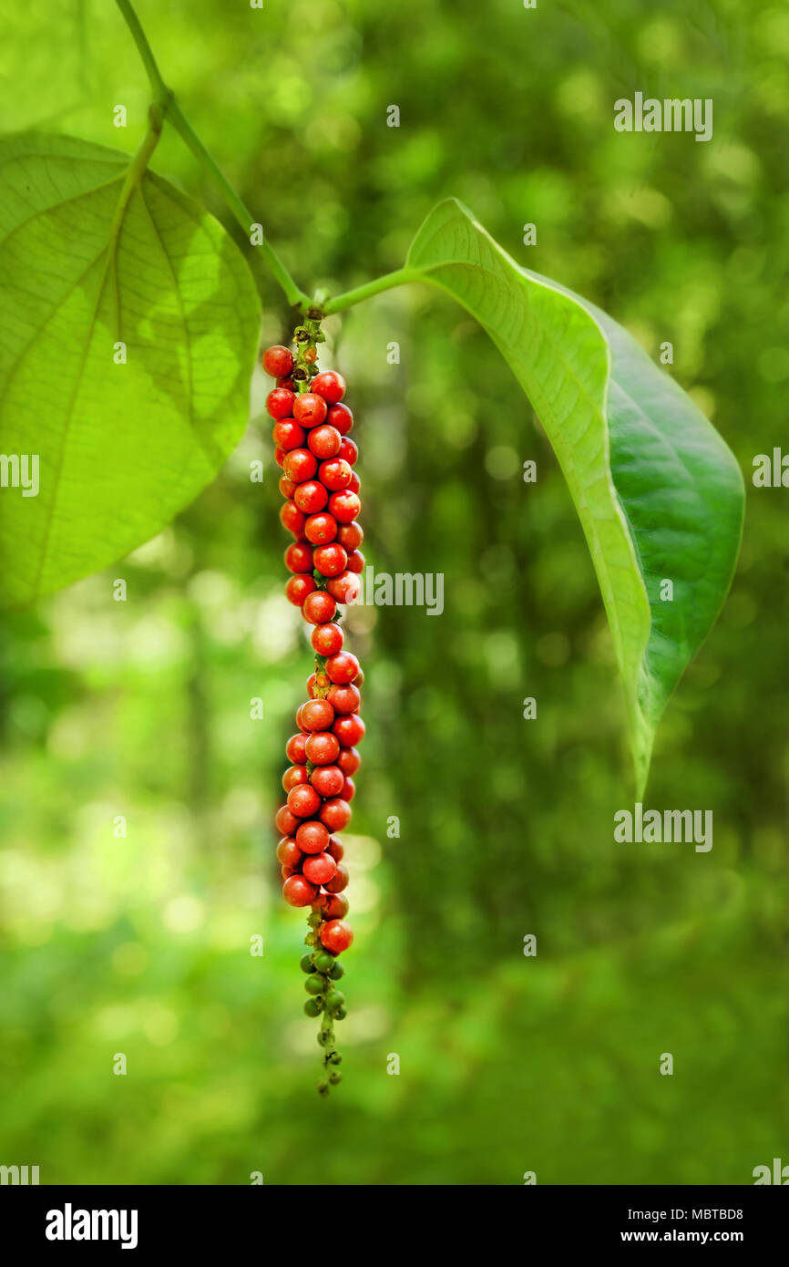 Black pepper tree hires stock photography and images Alamy