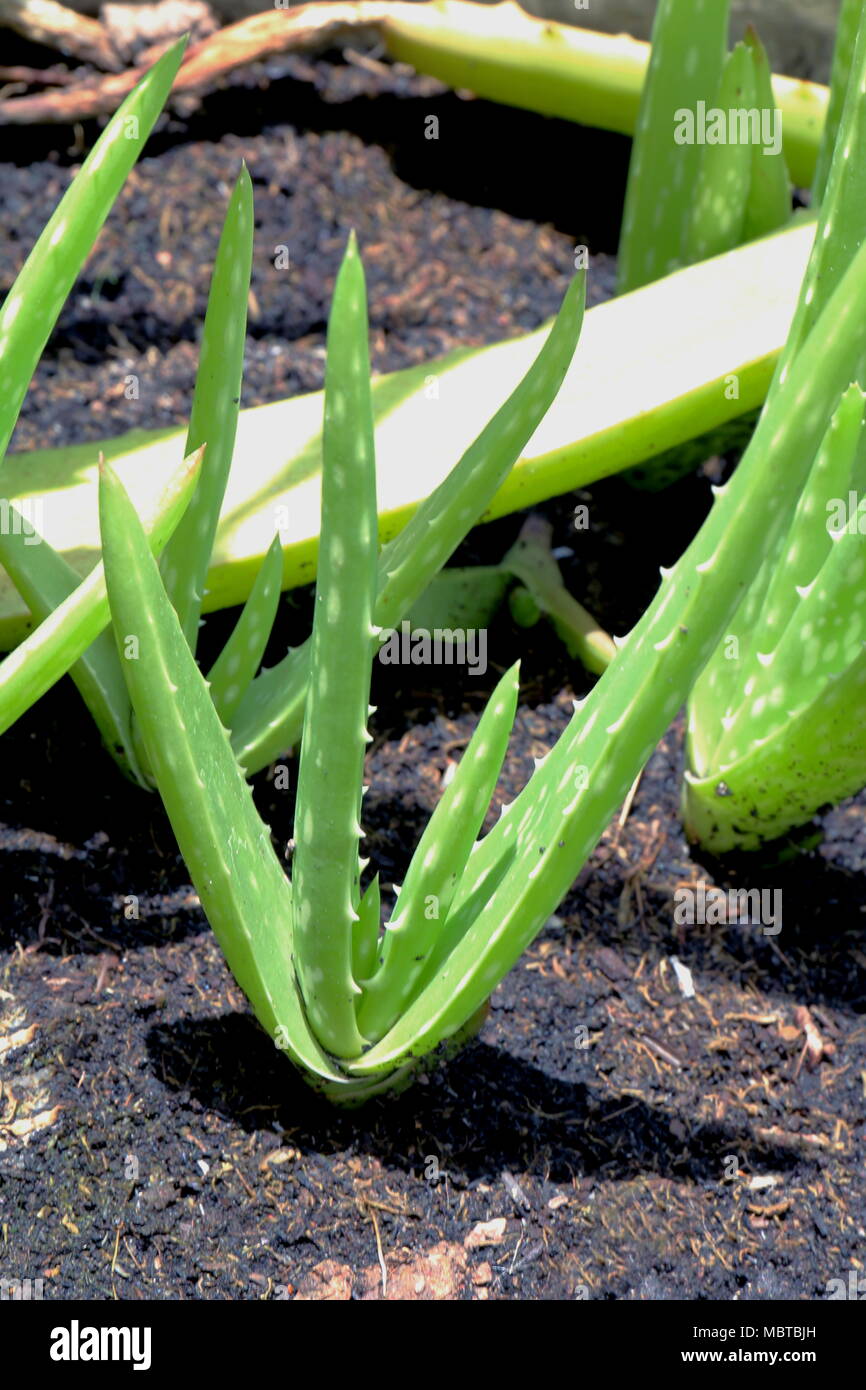 Sapling of Aloe Vera in flower pot farm for abstract background, soft focus Stock Photo