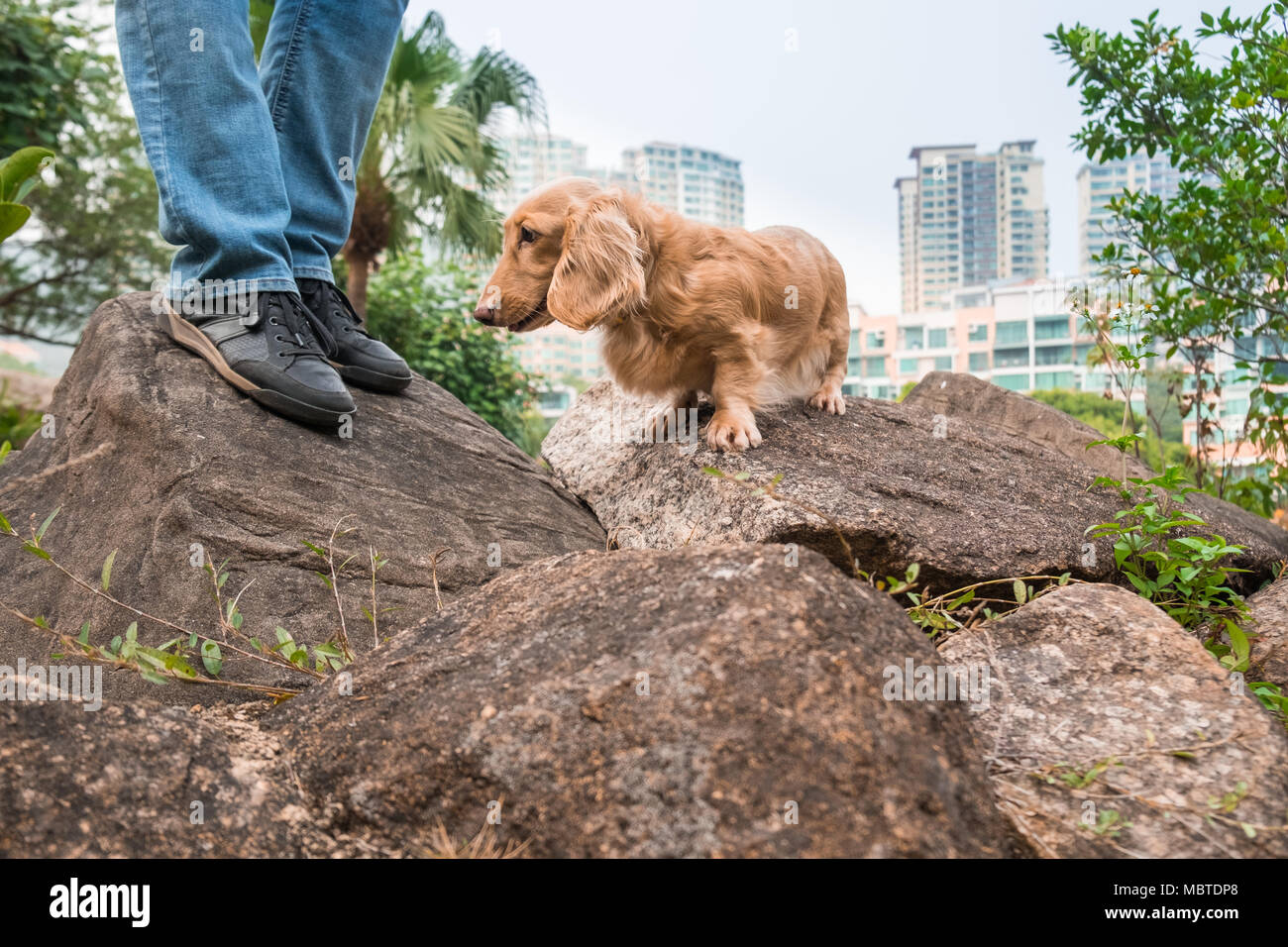 Small cute long coat Dachshund dog walking in park with owner. Residential area on background. Beautiful sunny day. Hong Kong. Stock Photo
