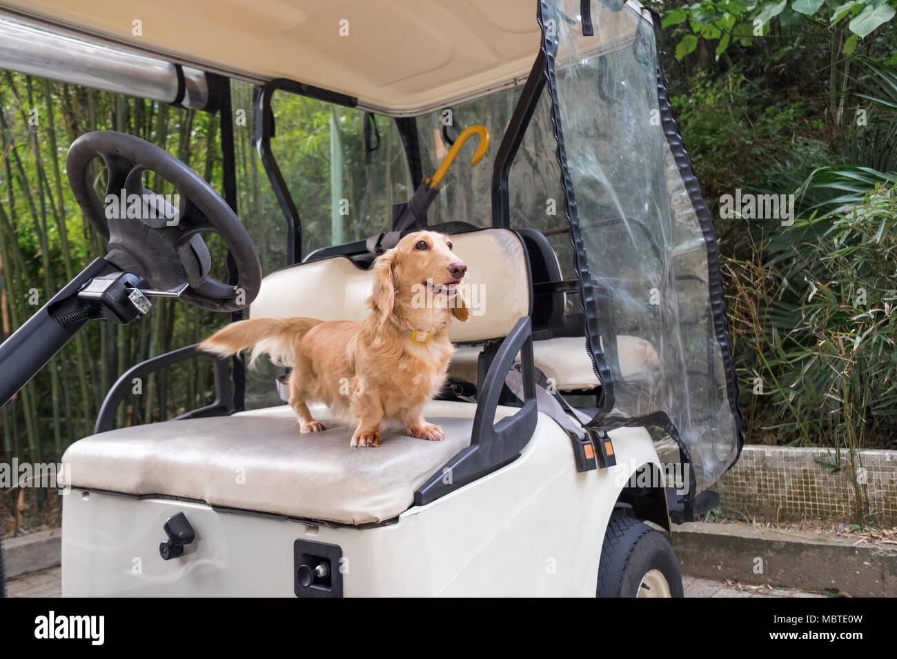 Small cute long coat Dachshund dog sitting on golf cart seat. Good walking in sunny day Stock Photo Alamy