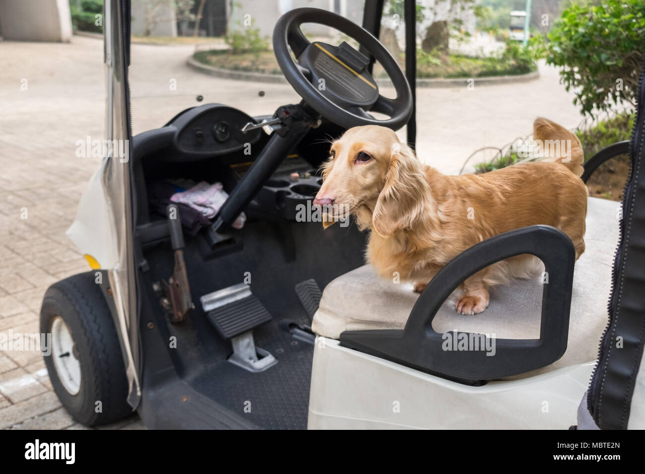 Golf cart dog seat hotsell