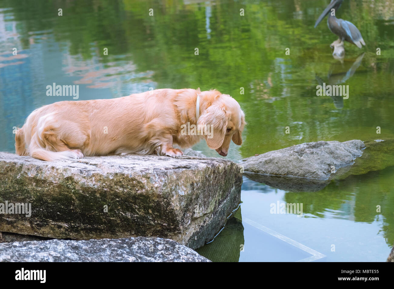 Small cute beige long coat dachshund standing on artificial concrete stone and looking in pond water surface. Buildings and plants reflections. Stock Photo