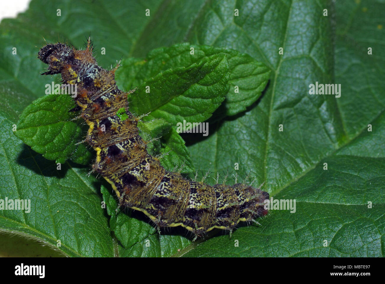 Caterpillar on the leaf close-up Stock Photo - Alamy