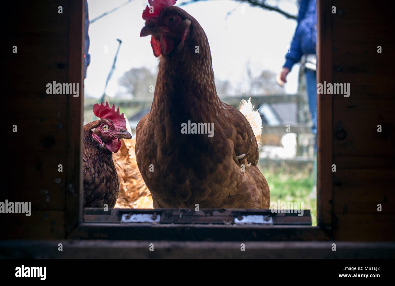 chickens in hen house, eggs, Stock Photo