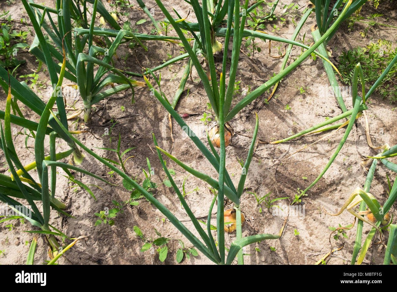 Fresh onion plant hi-res stock photography and images - Alamy