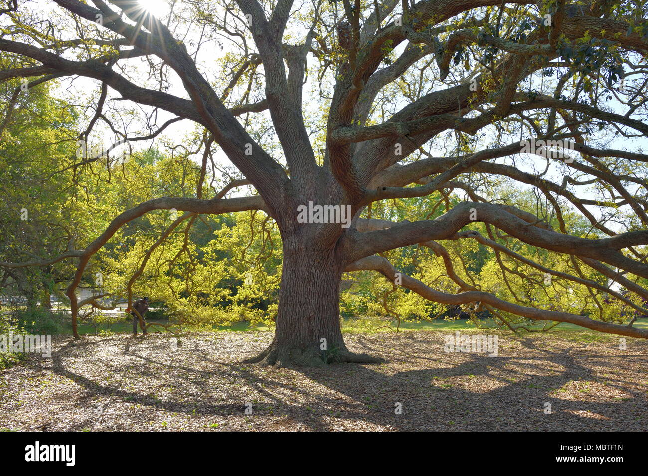 Water Oak Planted by 1930s WPA Stock Photo Alamy