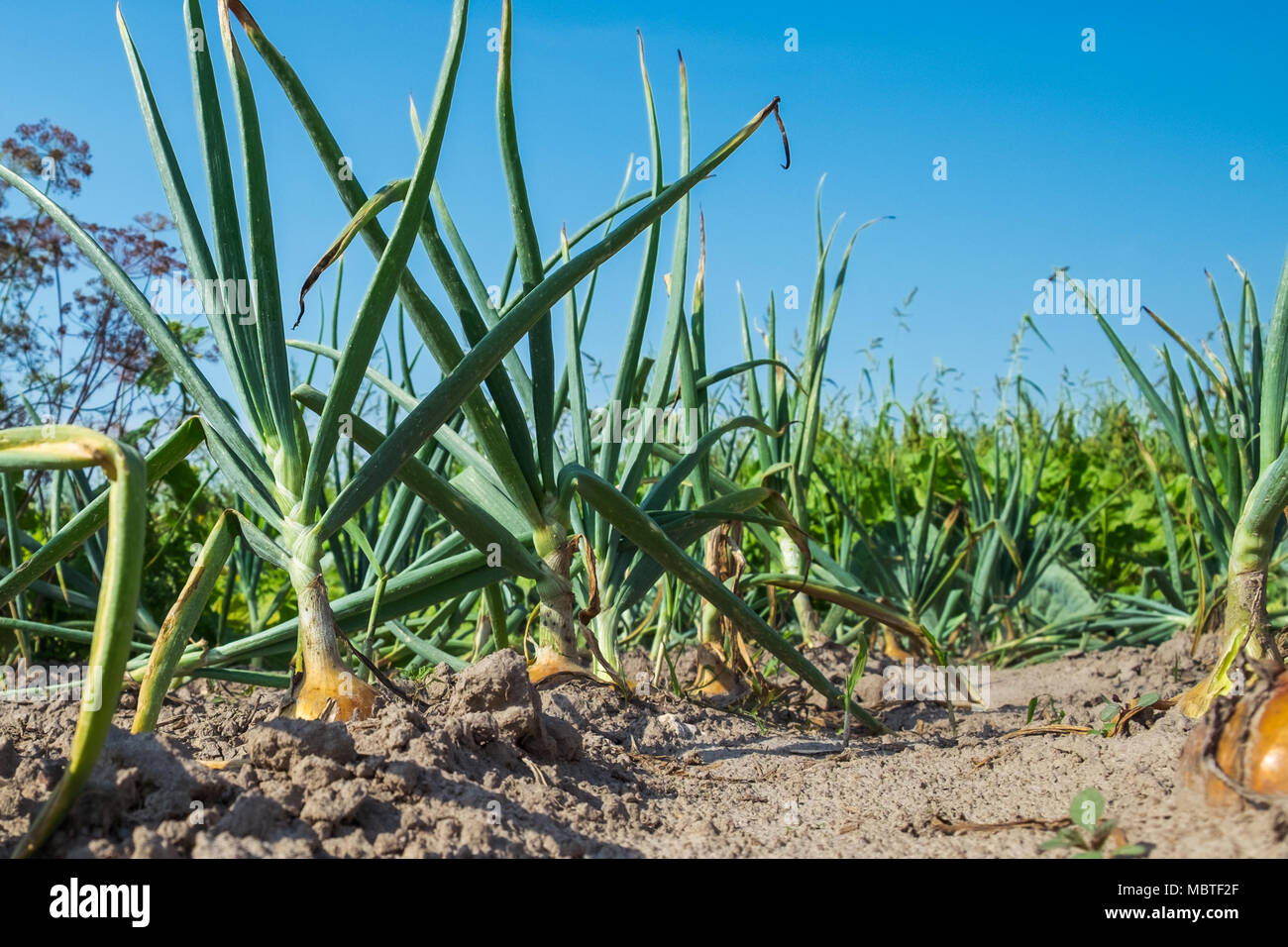 Fresh onion plant hi-res stock photography and images - Alamy