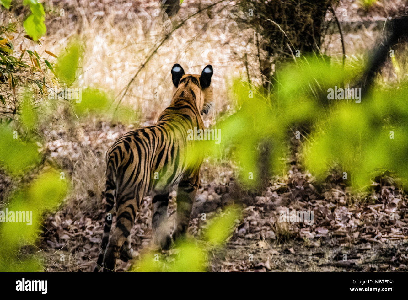 Rear view of a solitary two year old wild male Bengal Tiger, Panthera tigris tigris, in the jungle of the Bandhavgarh Tiger Reserve, India Stock Photo