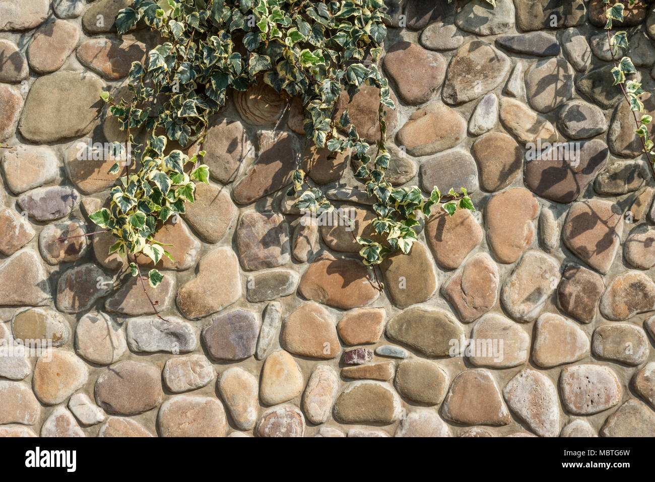 Stone wall in the sun on which a plant Stock Photo - Alamy