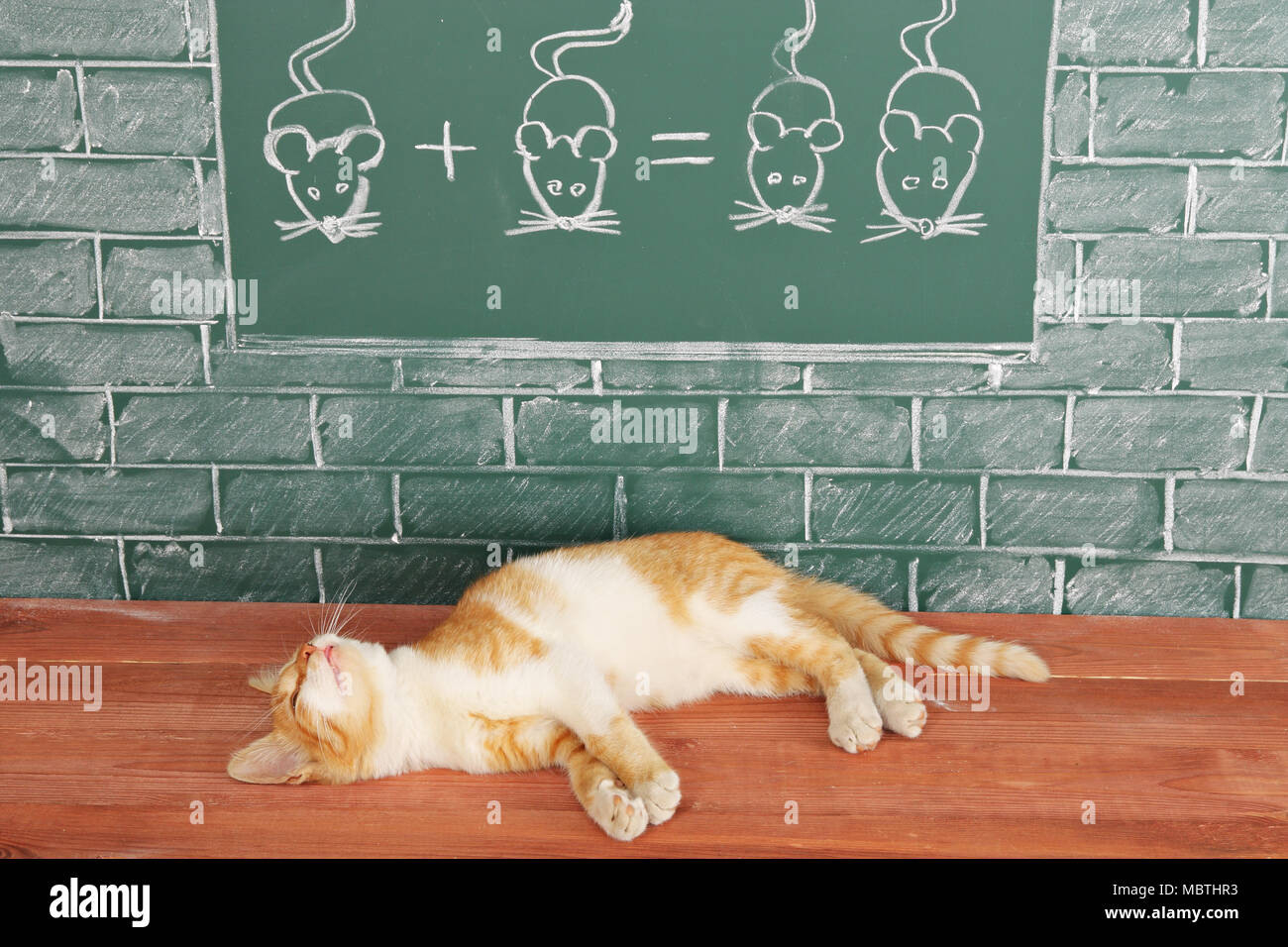 Education idea about foxy lazy Cat studied mathematics Stock Photo