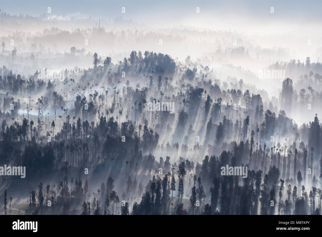 Sunrise in the forest near Bromo volcano, Java island, Indonesia Stock ...