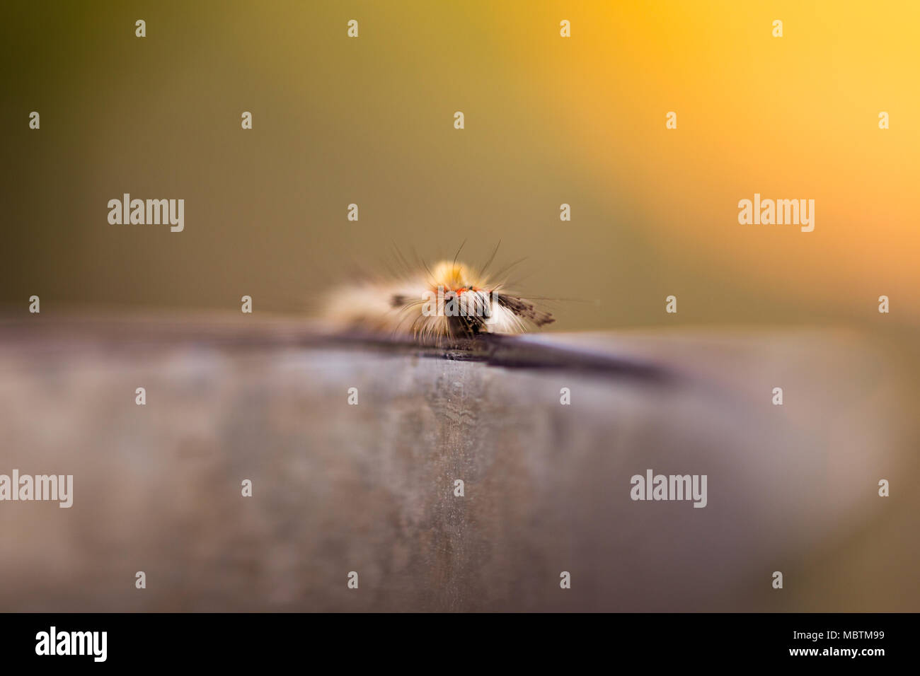 Caterpillar in summer #1 Stock Photo - Alamy