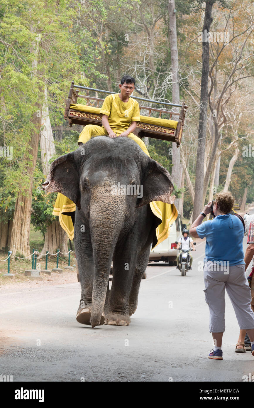 Tourists photographing mahout riding working asian elephant on the road, Angkor Thom, Cambodia, Asia Stock Photo