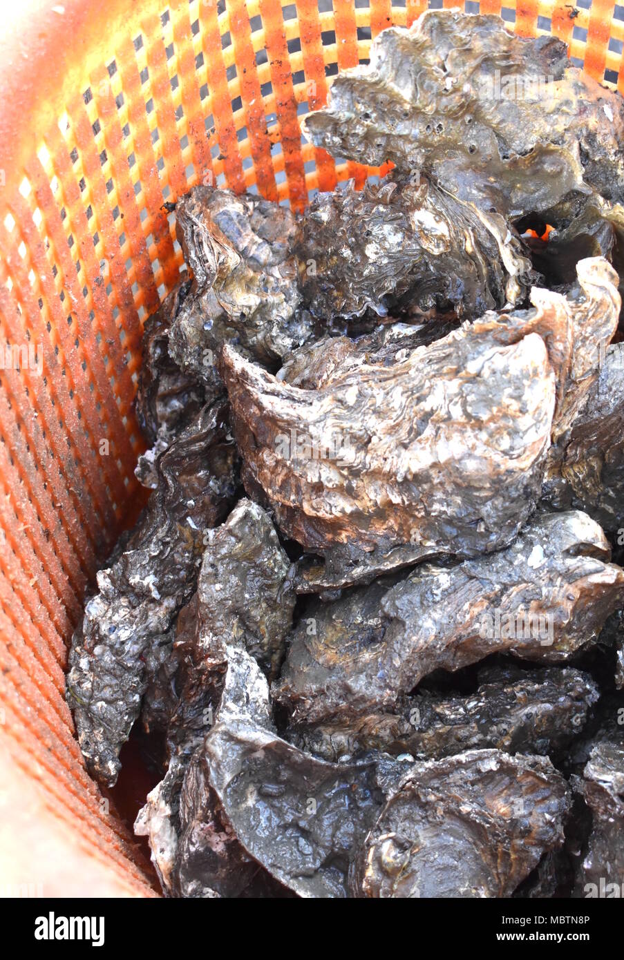 Washington state oysters hires stock photography and images Alamy