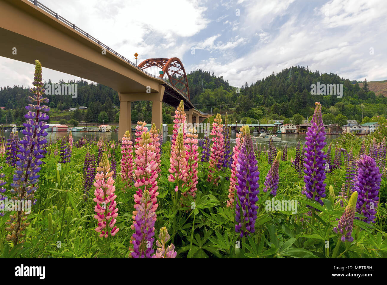 Colorful Lupine flowers blooming along Columbia River under Sauvie