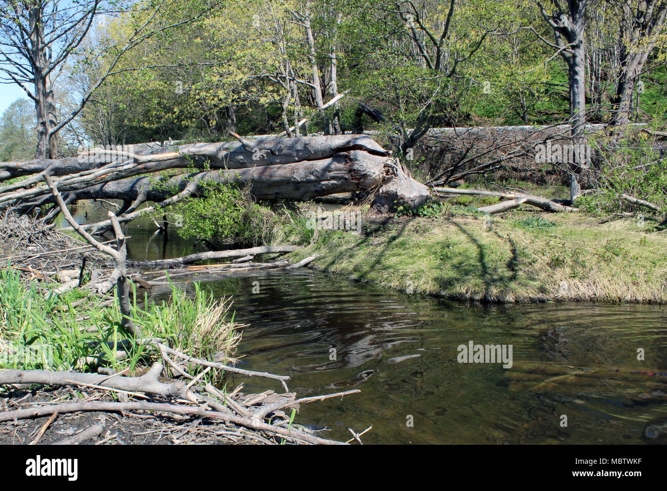 Tree that has been cut down by beavers at a beaver pond in Golden