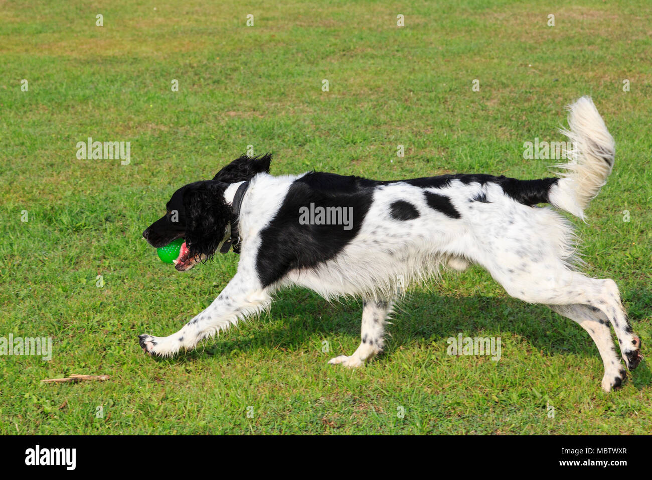 Black and White English Springer Spaniel (Canis lupus familiaris) dog running outside carrying a ball in its mouth. England, UK, Britain Stock Photo