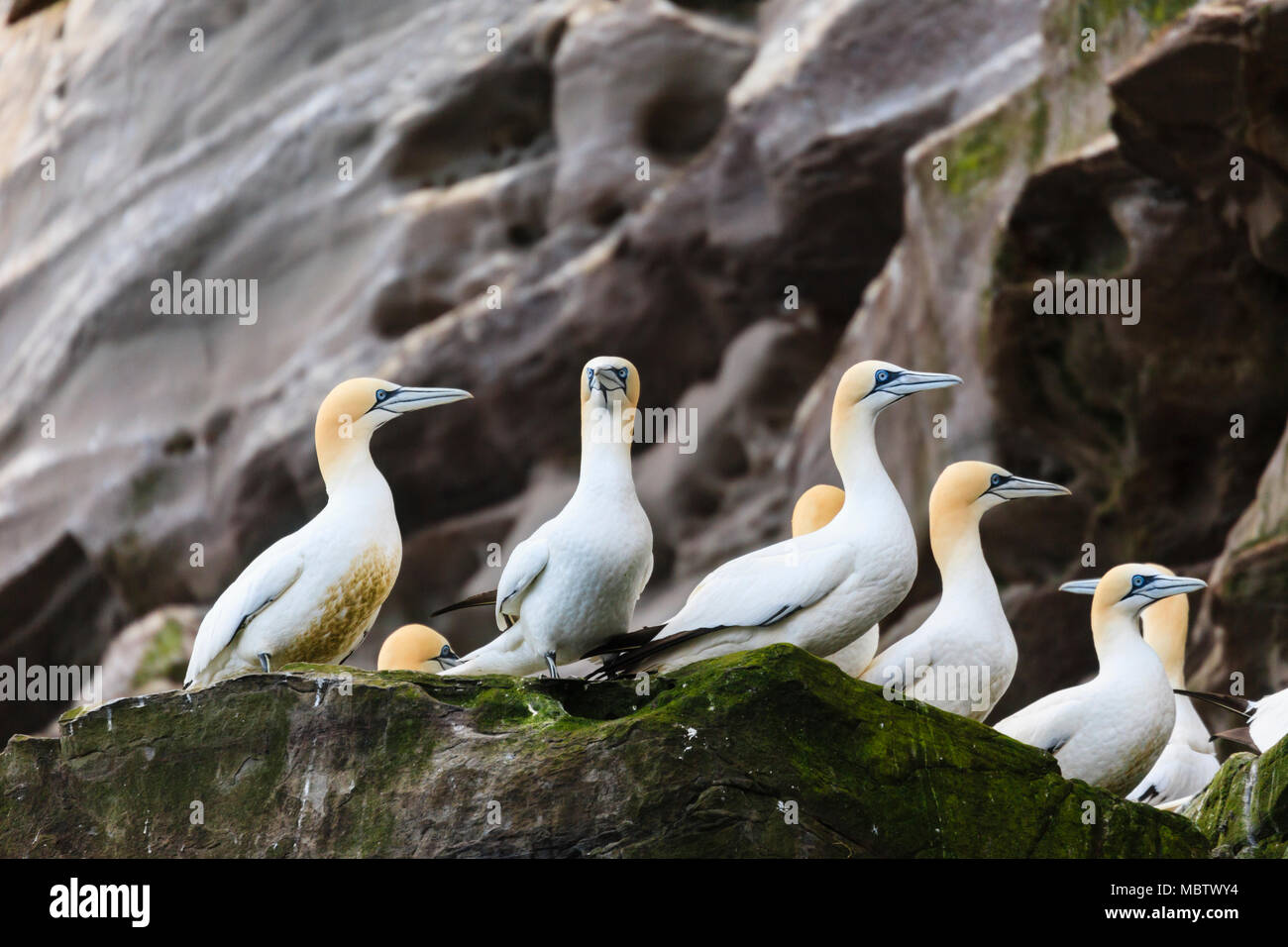 Colony of Gannets on rock ledges of seacliffs on Isle of Noss National Nature Reserve during summer breeding season. Noup of Noss Shetland Scotland UK Stock Photo