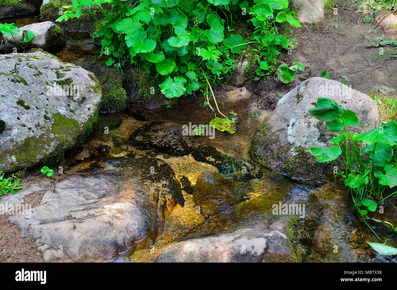 Clean cold water in the mountain creek  among stones in Kuznetsk Alatau mountains, Western Siberia, Russia. Stock Photo