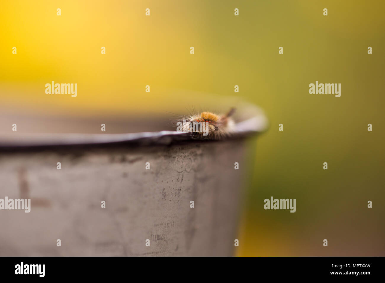 Caterpillar in summer #2 Stock Photo - Alamy