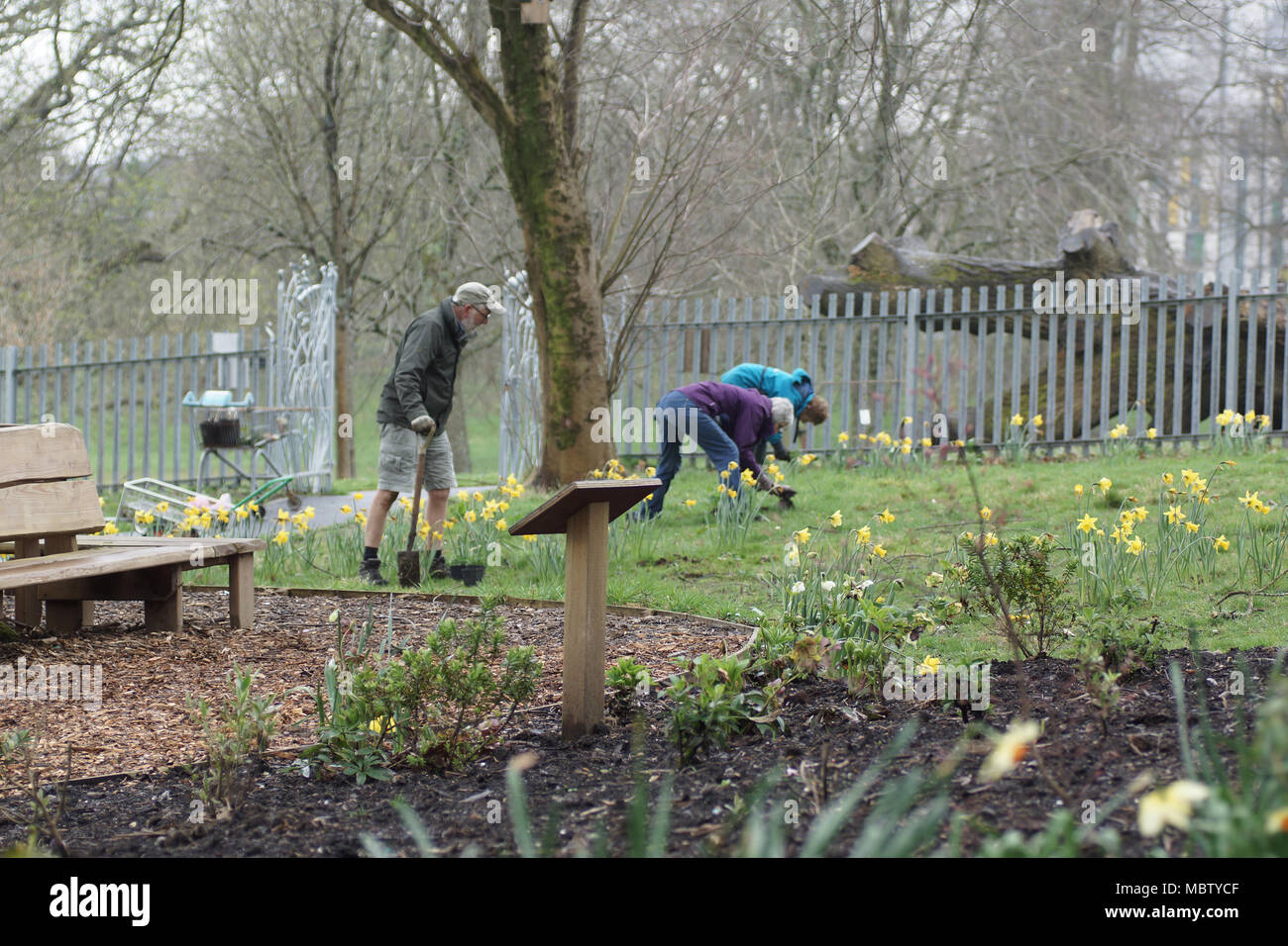 Garden volunteers planting Oxeye daisies in wildflower garden Stock Photo