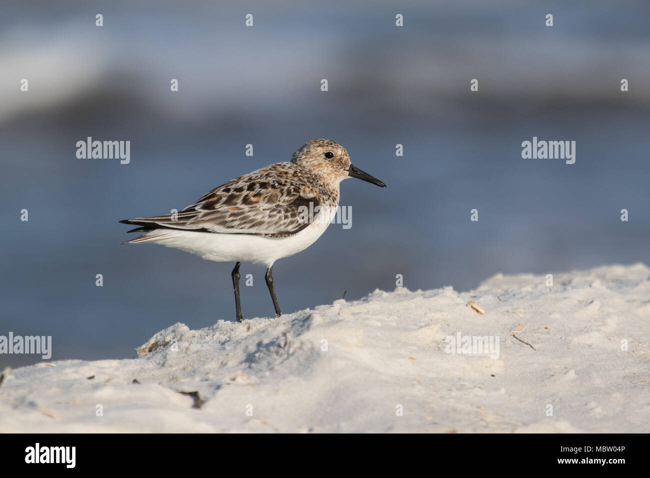 Gulf of mexico bird migration hi-res stock photography and images - Alamy