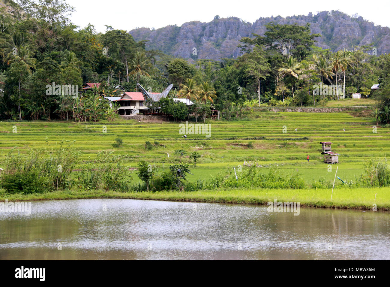 Countryside on Sulawesi: Mountain Ranges and Rice Fields in Toraja, Sulawesi, Indonesia Stock Photo