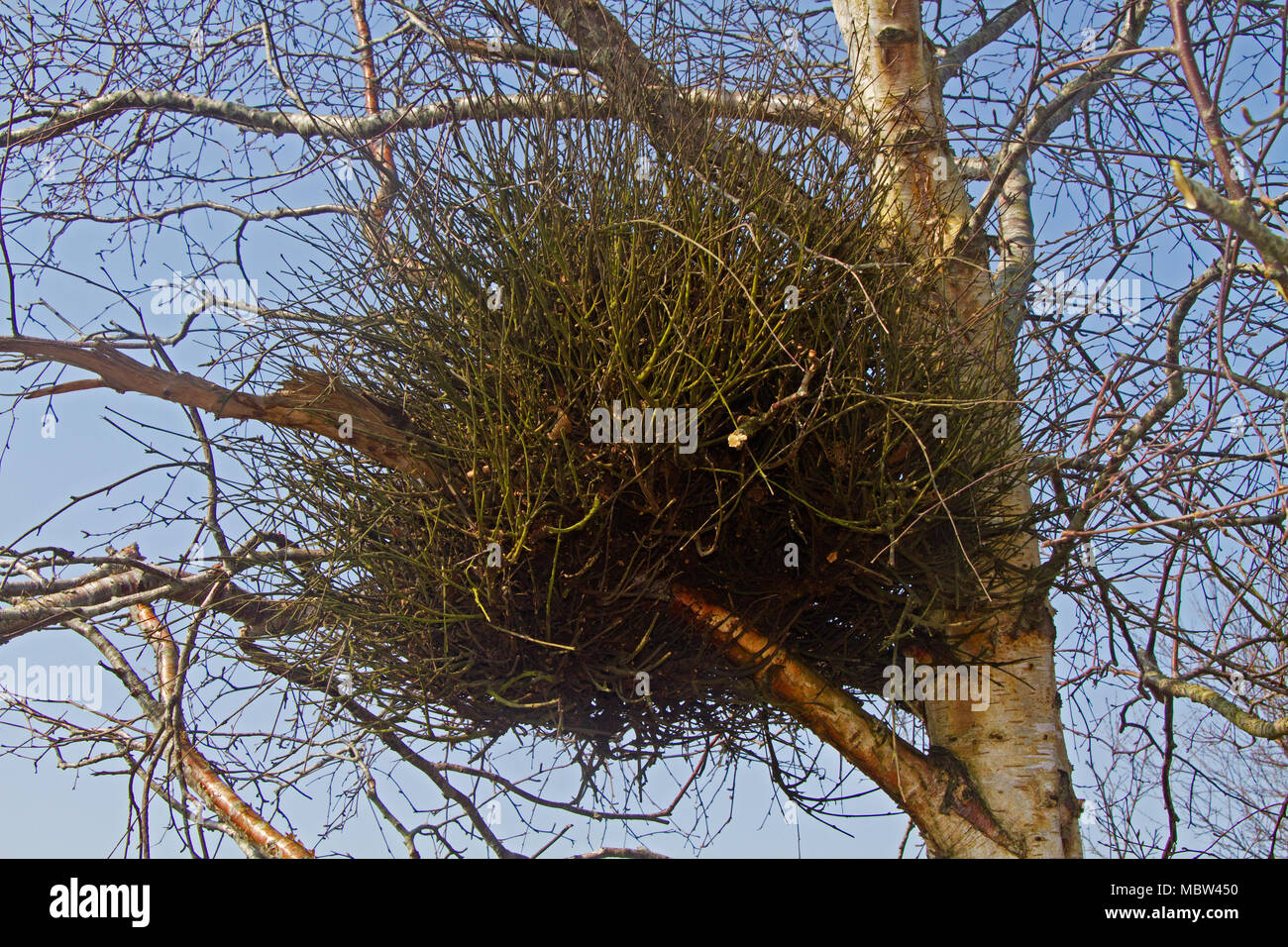 Witches' broom, a deformity caused by a fungus, in a Birch tree Stock Photo