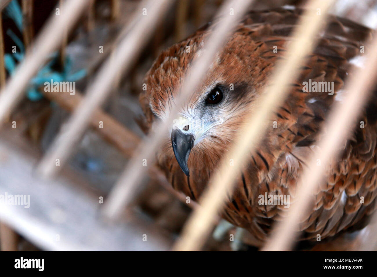 Eagle around the world hi-res stock photography and images - Alamy
