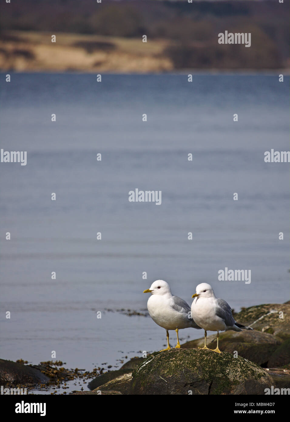 Two common gulls on a rock surrounded by water Stock Photo