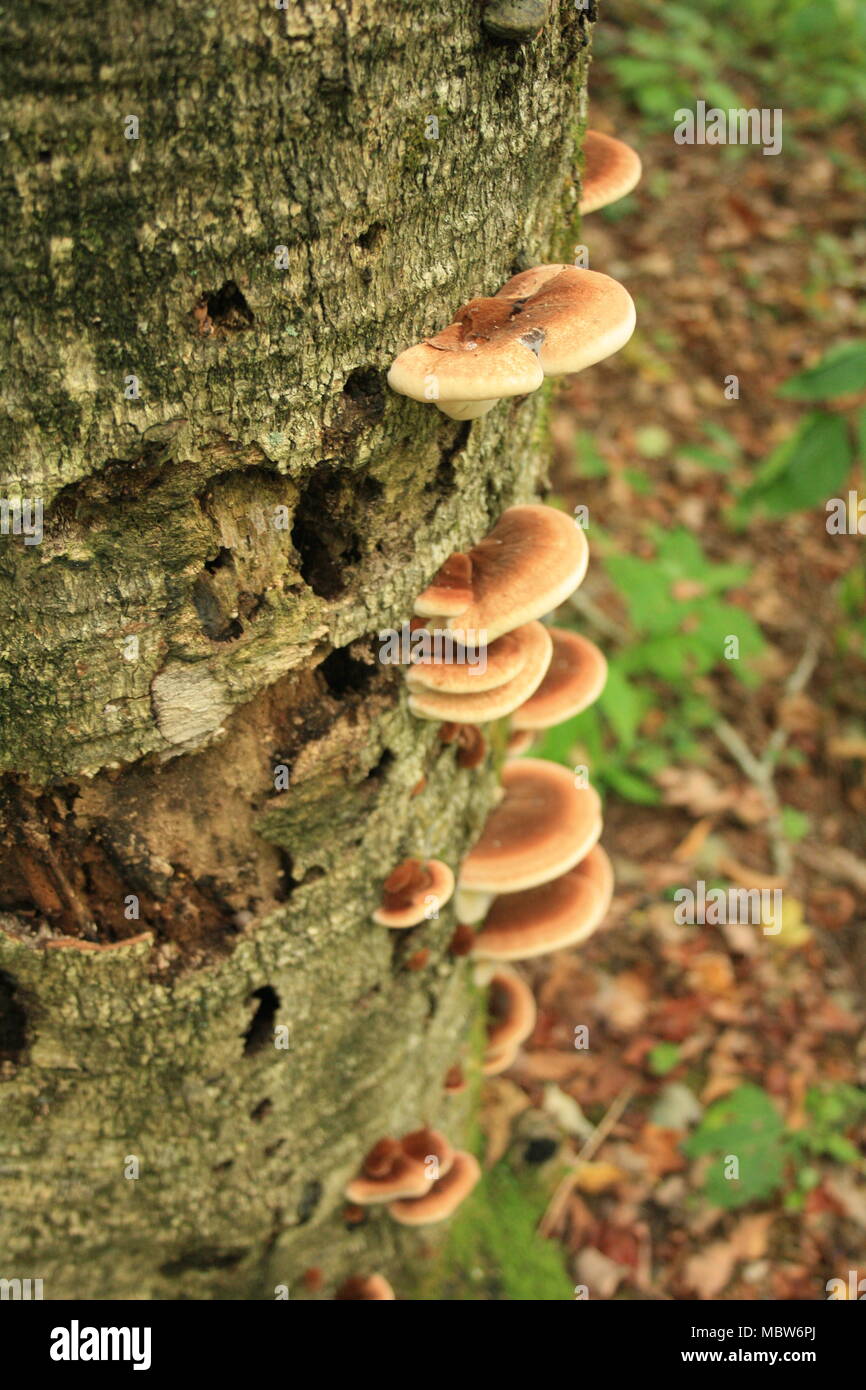 Mushrooms growing on a decomposing log in the forest. Stock Photo