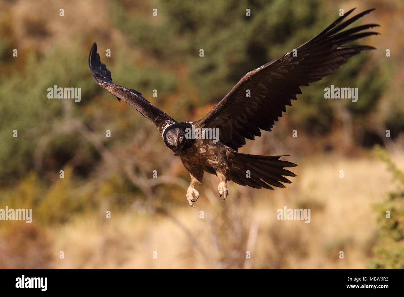 bearded vulture or lammergeier Stock Photo