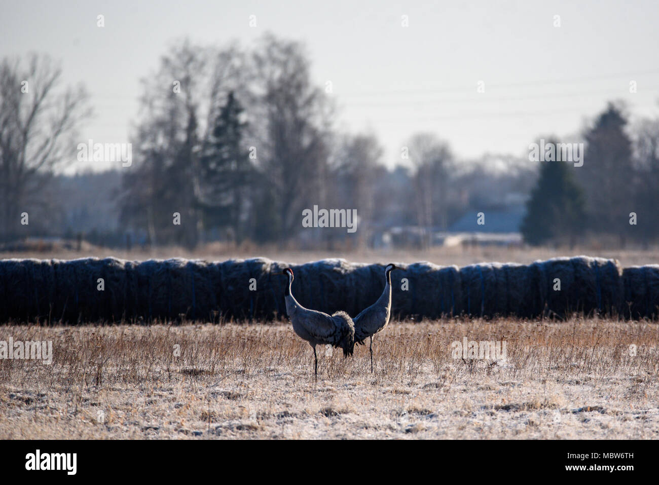 Two Eurasian cranes on field. Stock Photo