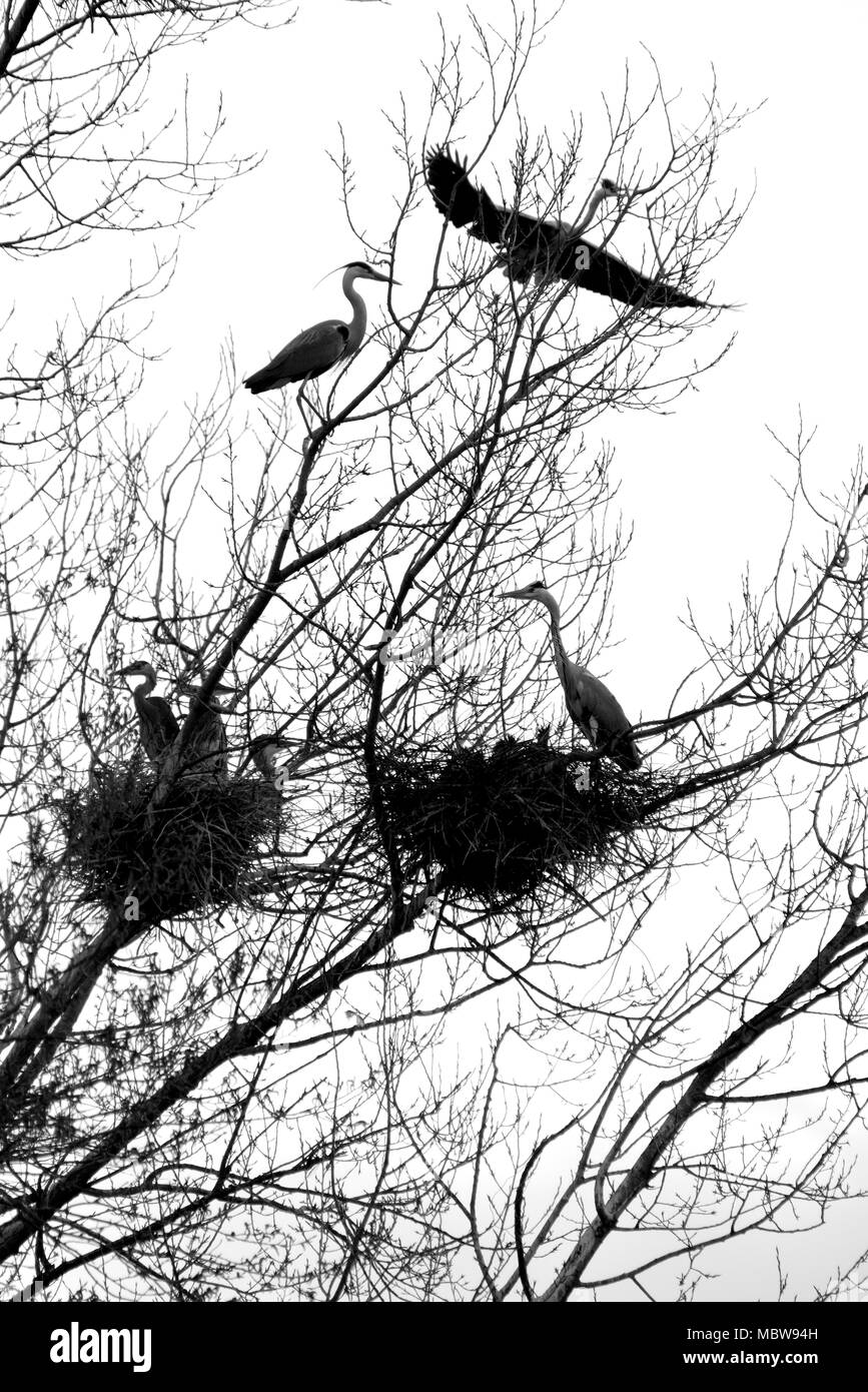 Family of herons in silhouette in the nests on the tree Stock Photo