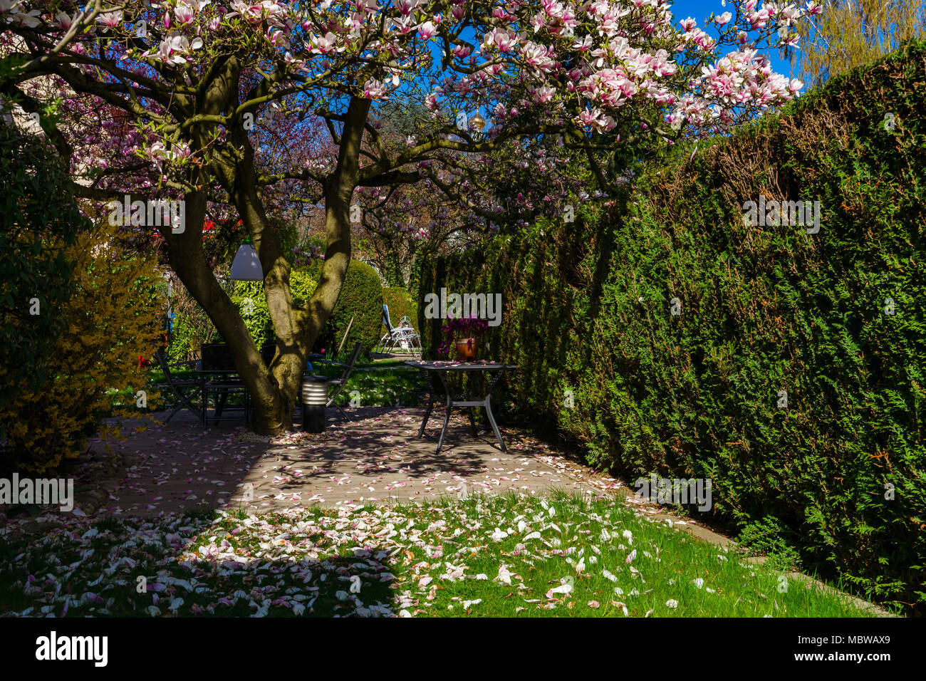 Green fence and beautiful pink magnolia on the sun, french garden Stock Photo