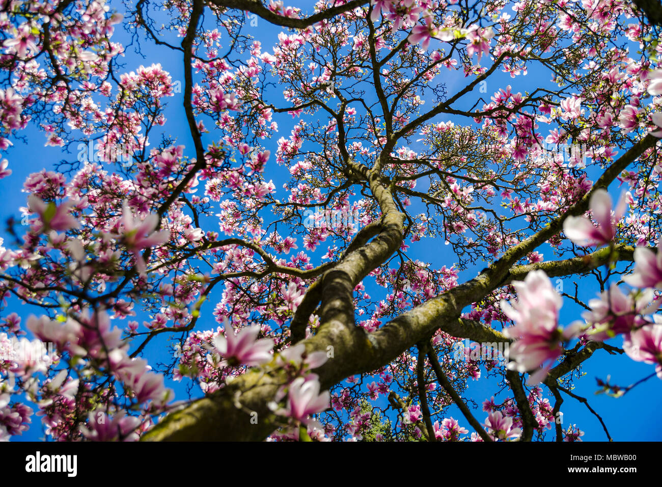 Beautiful pink magnolia on blue sky background, sunny spring day Stock ...