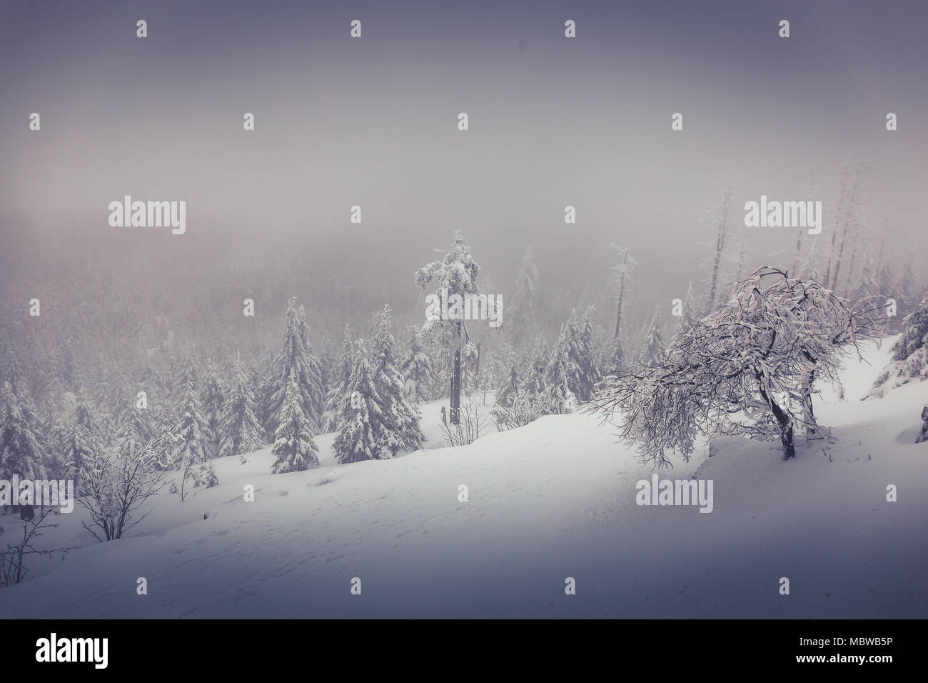 A winter landscape on the Brocken near Schierke Stock Photo