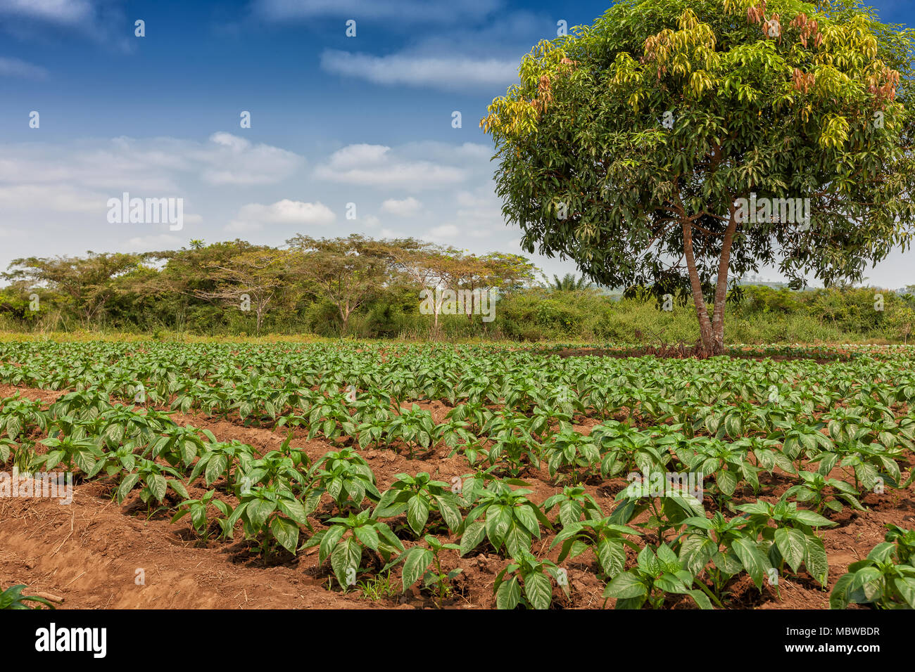 Rural plantation in the middle of the cabinda jungle. Angola, Africa ...