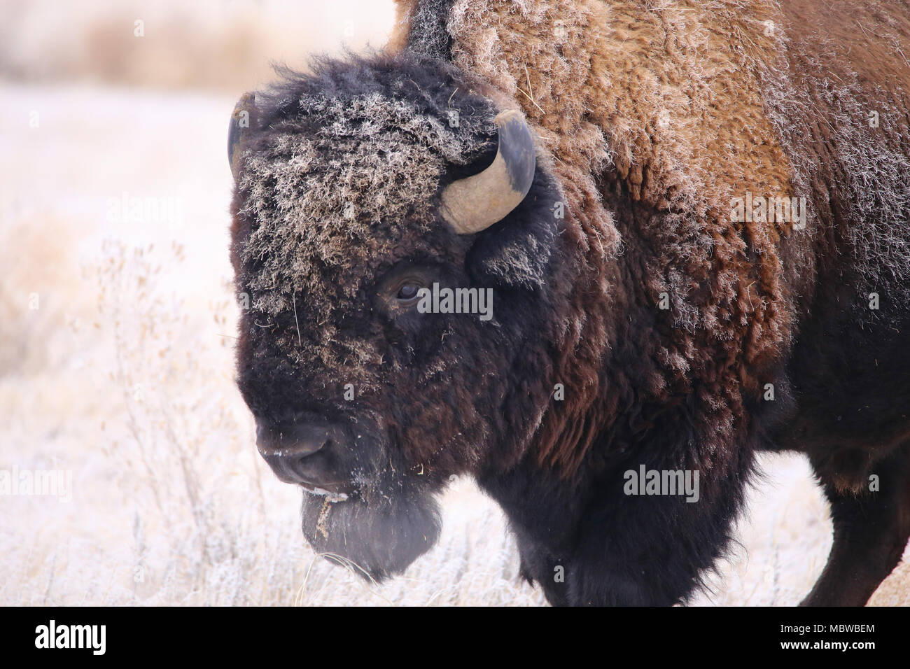 Wild American bison buffalo in the snow closeup Stock Photo - Alamy