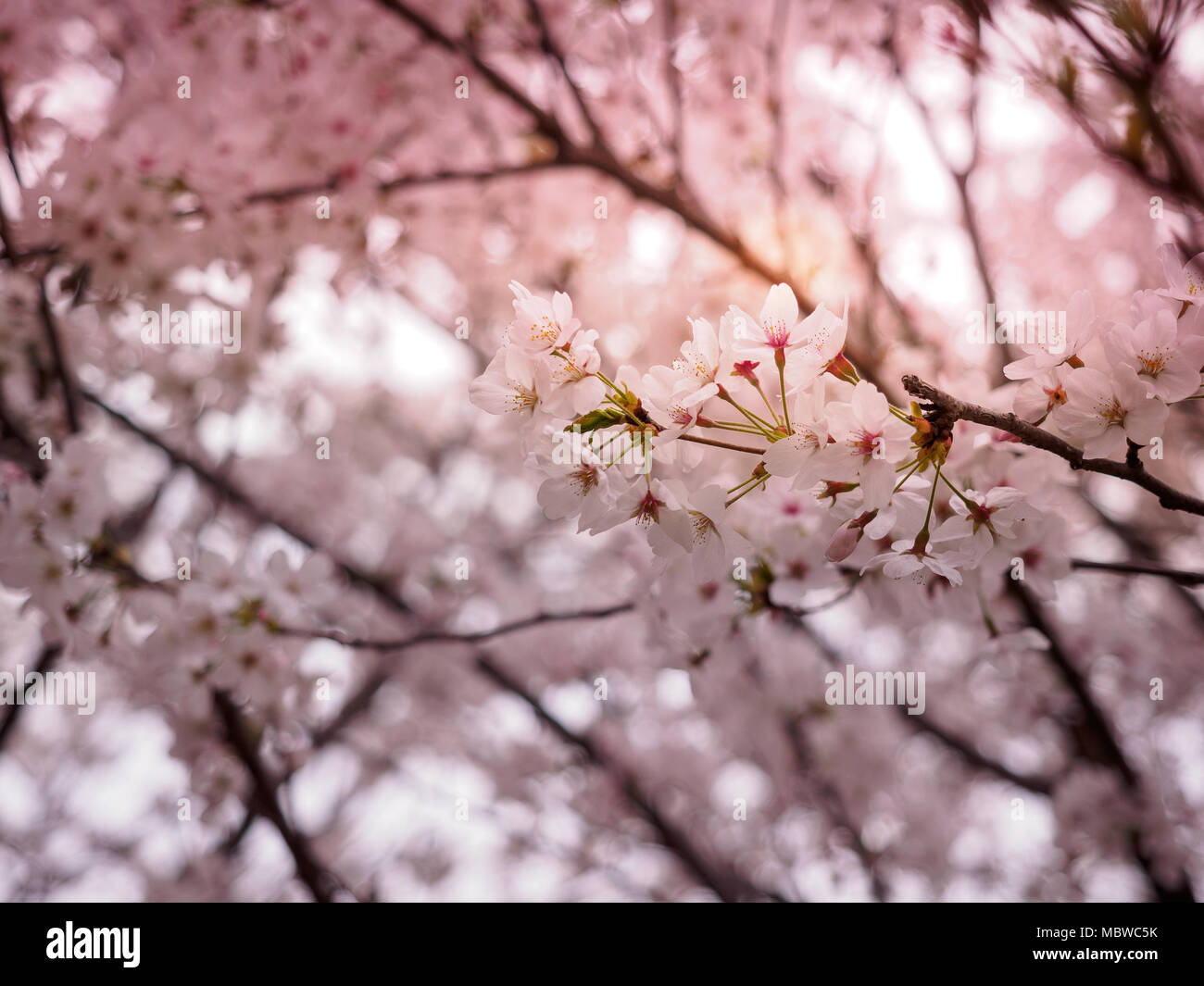 Beautiful cherry blossom sakura in spring time Stock Photo - Alamy