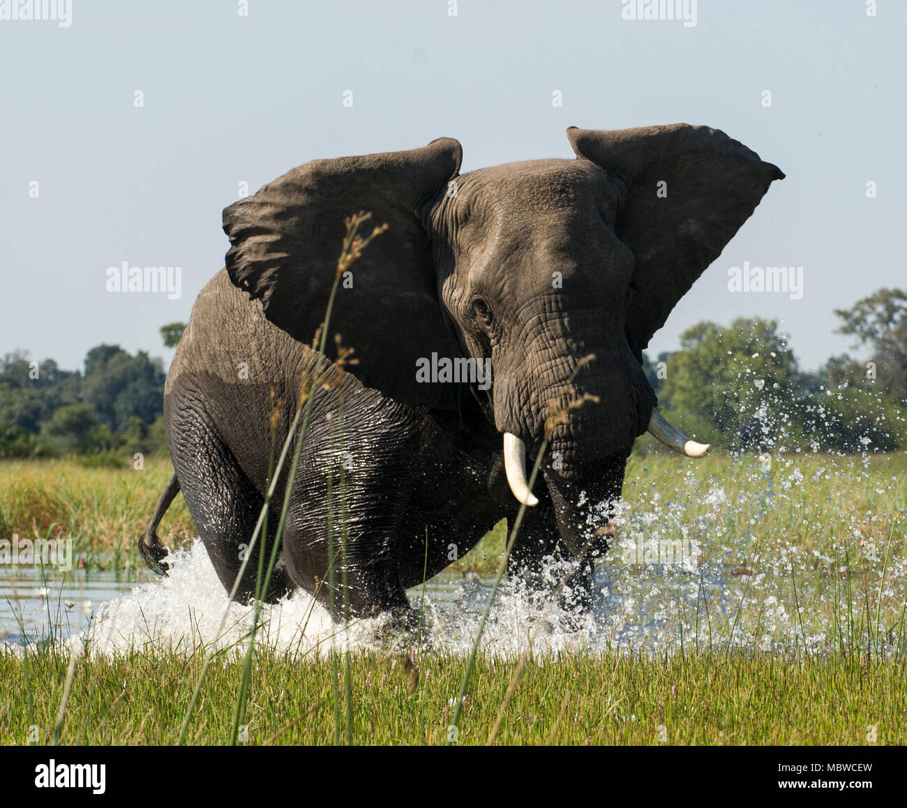 Bull elephant, okavango hires stock photography and images Alamy
