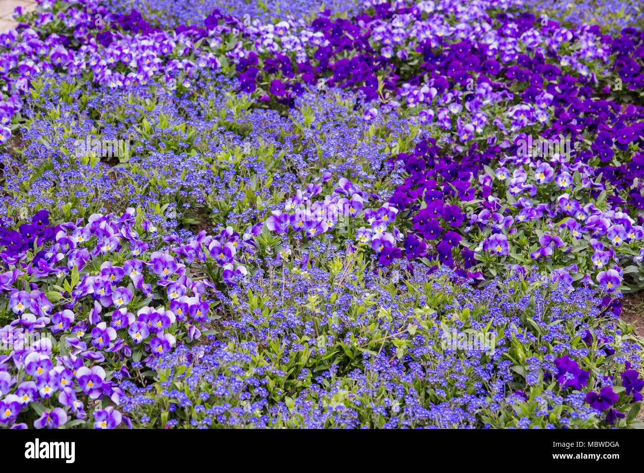 Many Violet viola summer flower in a park Stock Photo Alamy
