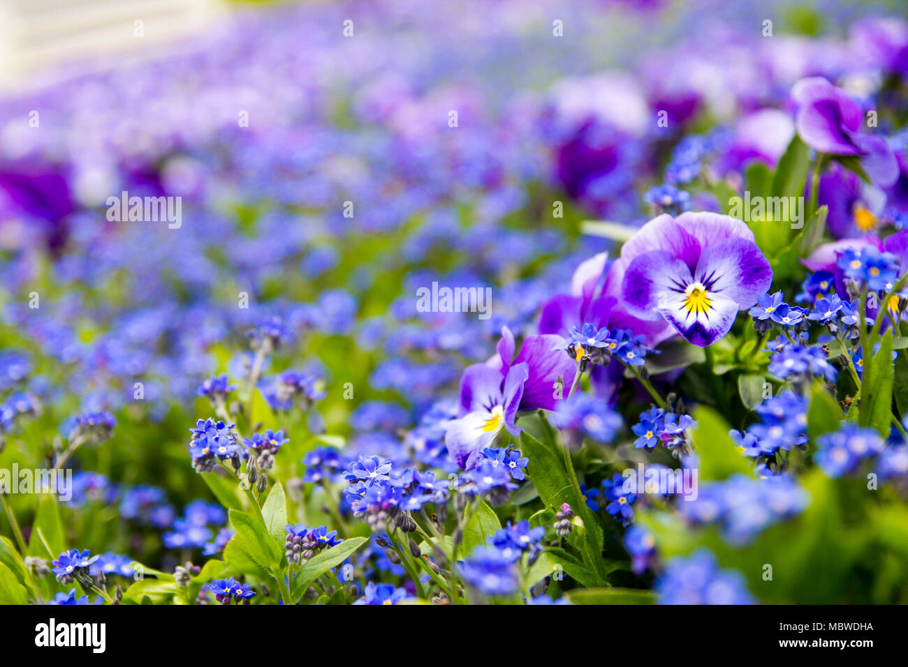 Many Violet viola summer flower in a park Stock Photo